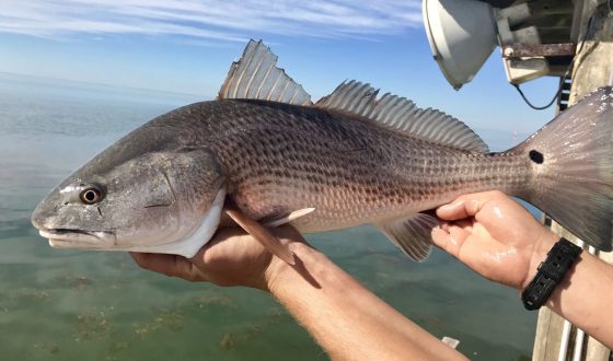 Positive impact of microbial preparations on the growth of American redfish in 60 days